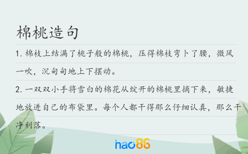 棉桃造句